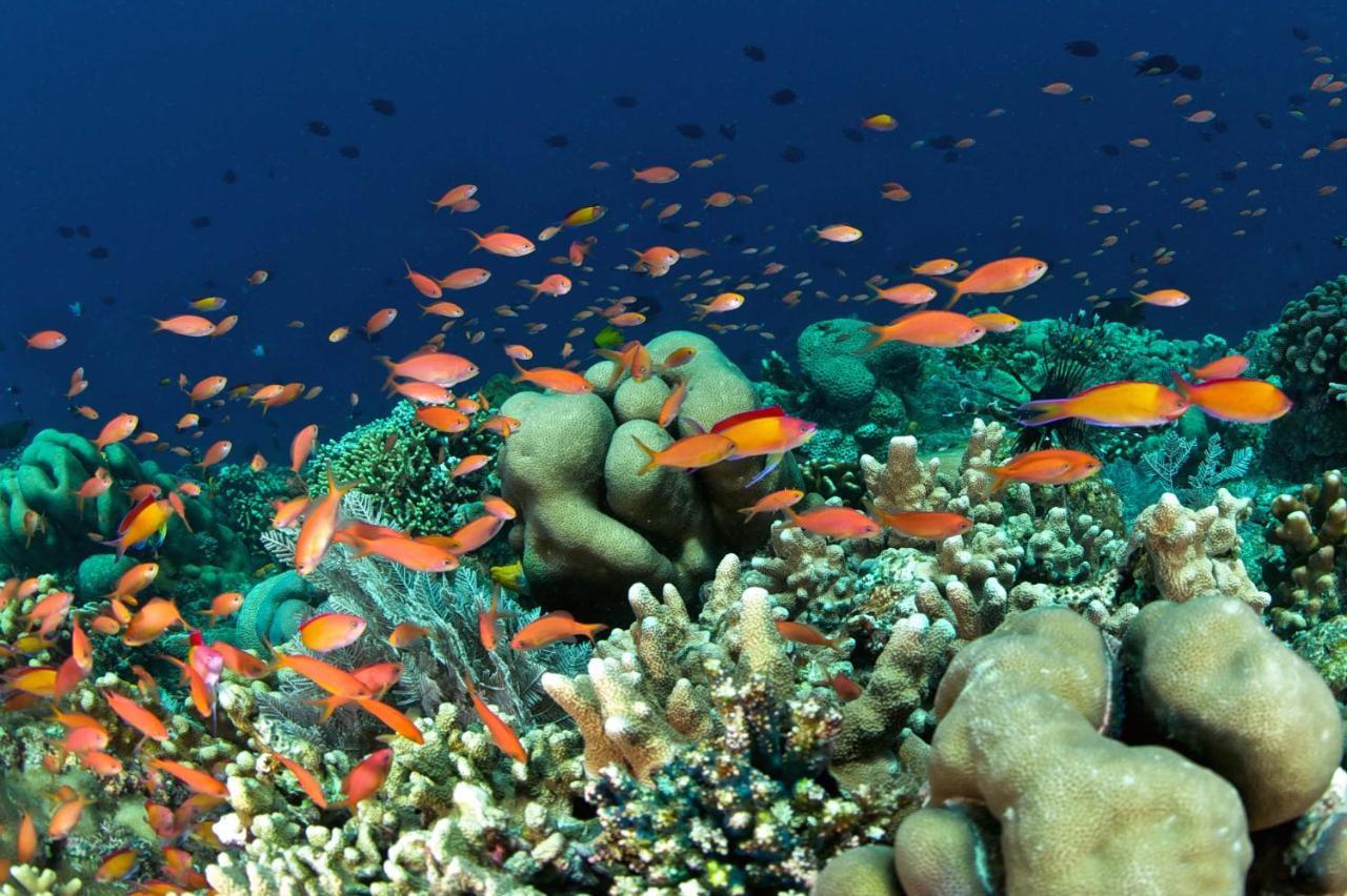 Murex Dive Resort 마나도 외부 사진