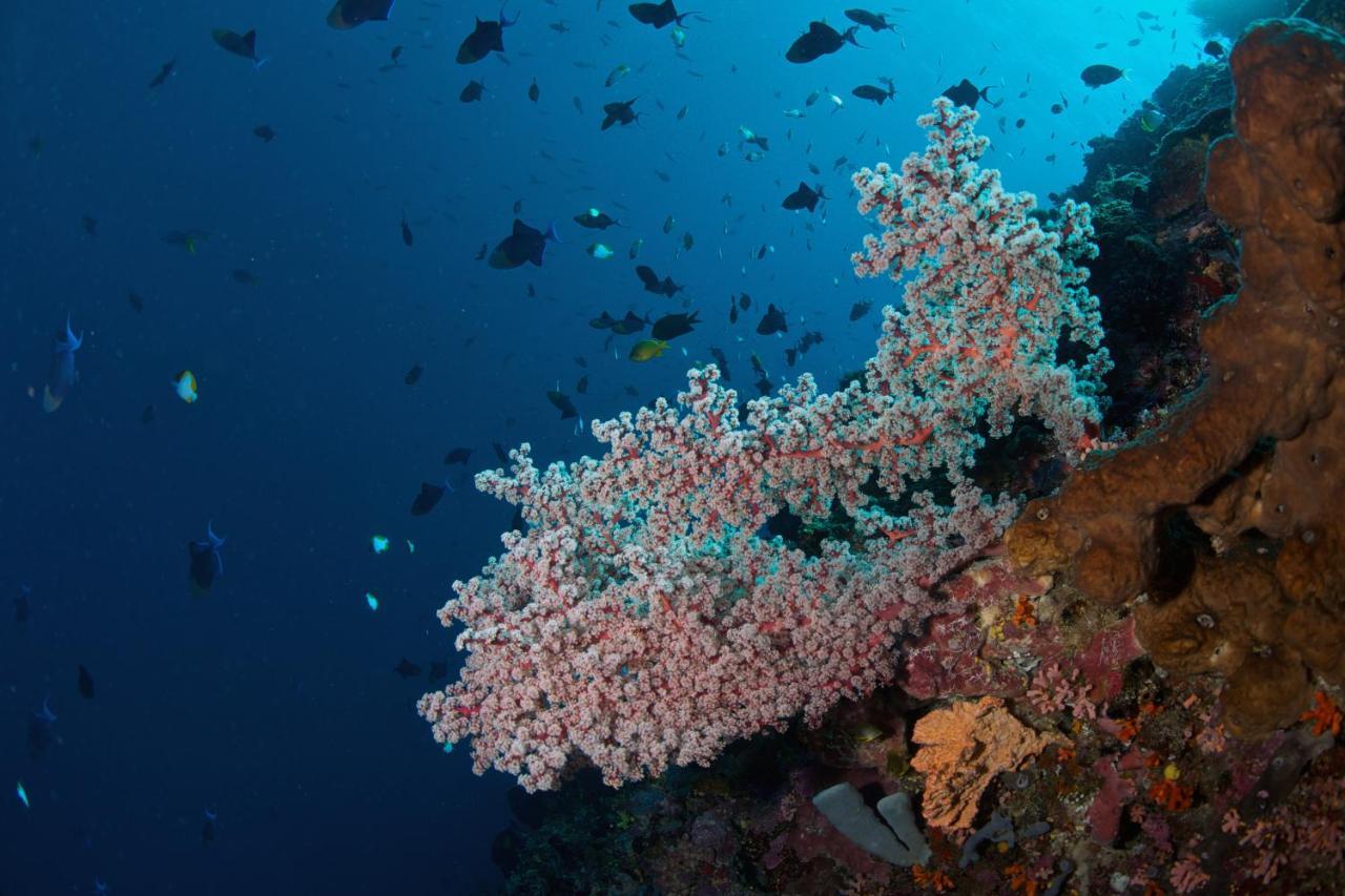 Murex Dive Resort 마나도 외부 사진